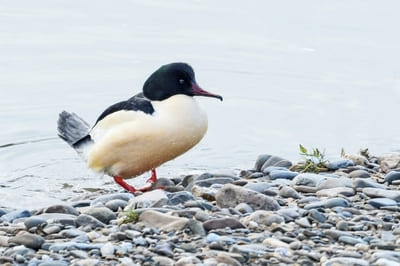 Goosander