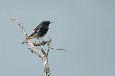 Black Redstart