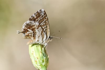 Geranium Bronze