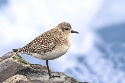 Grey Plover