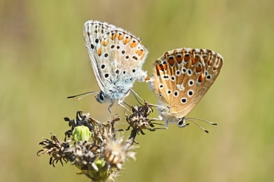 Adonis Blue