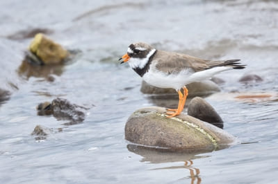 Ringed Plover 