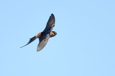 Red-rumped Swallow