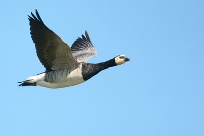 Barnacler Goose