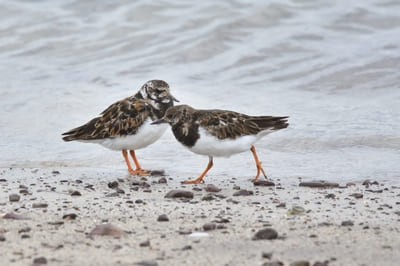 Ruddy Turnstone 