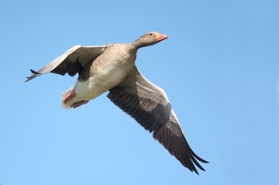 Greylag Goose