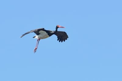 Black Stork