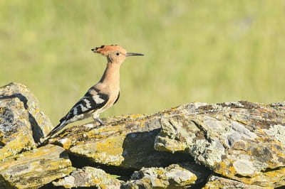 Hoopoe