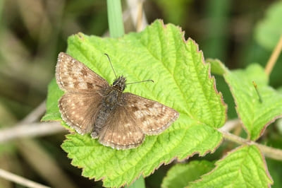 Dingy Skipper