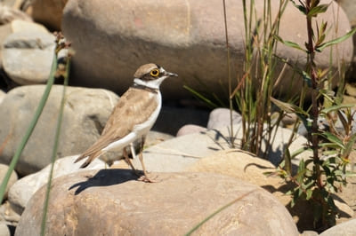 Little Ringed Plover