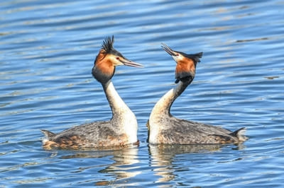 Great Crested Grebe