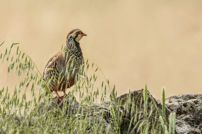 Red-legged Partridge