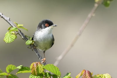 Sardinian Warbler