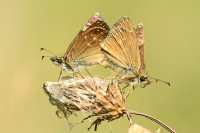 Dingy Skipper