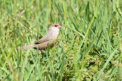 Common Waxbill