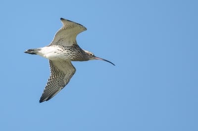 Western Curlew