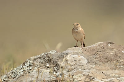 Greater Short-toed Lark