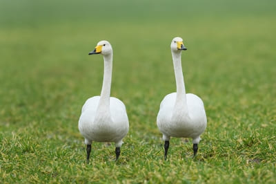 Whooper Swan