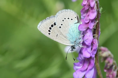 Green-underside Blue