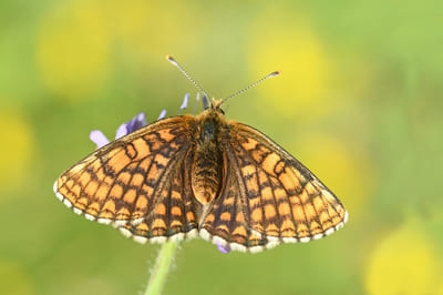 Nickerl&apos;s Fritillary