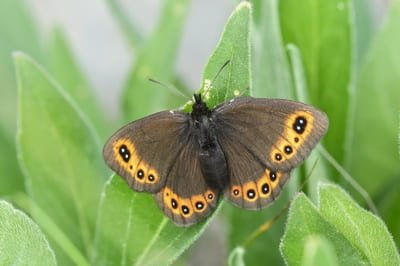 Woodland Ringlet