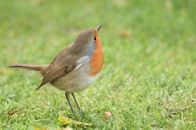 European Robin