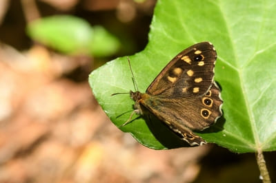 Speckled Wood