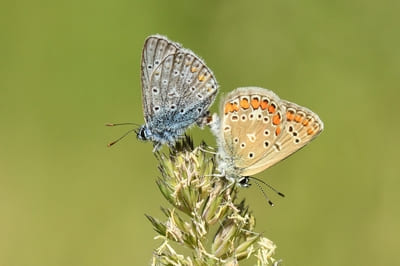 Common Blue