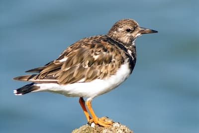 Ruddy Turnstone