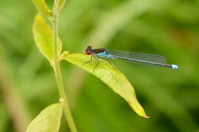 Red-eyed Damselfly