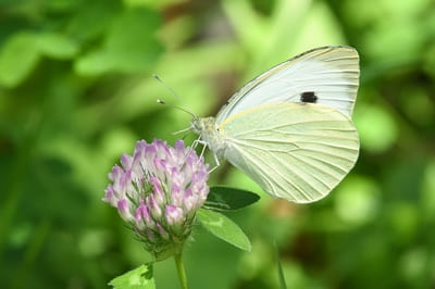 Large White