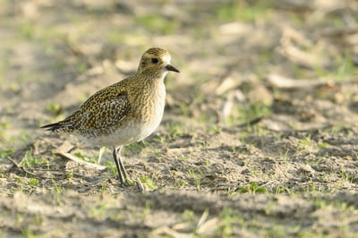 European Golden Plover