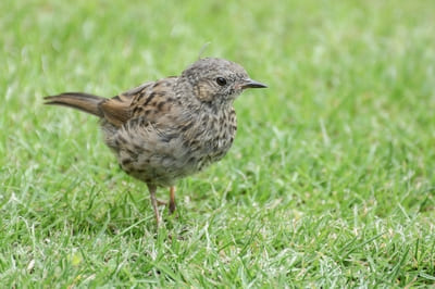 Dunnock