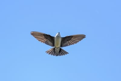 Common House Martin