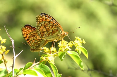 Niobe Fritillary