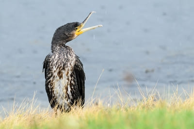 Great Cormorant