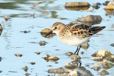 Little Stint