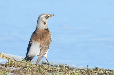 Fieldfare