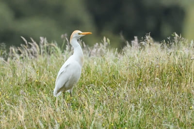 Cattle Egret