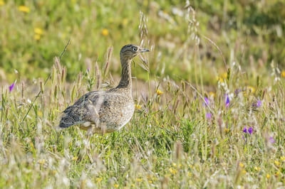 Little Bustard