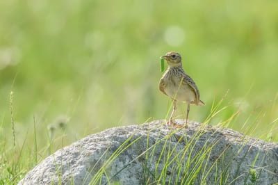 Eurasian Sky Lark