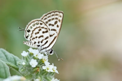 Little Tiger Blue