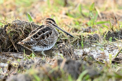 Common Snipe