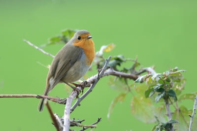 European Robin