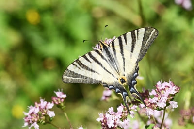 Scarce Swallowtail