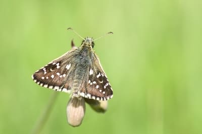 Safflower Skipper