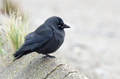 Jackdaw