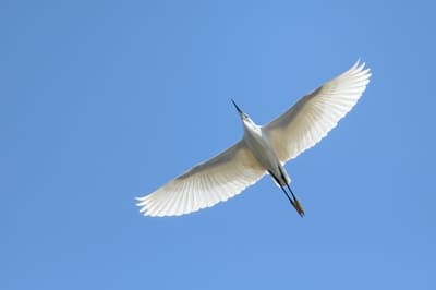 Little Egret 