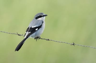 Great Grey Shrike