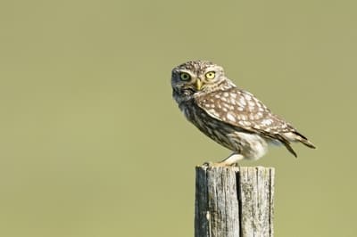 Little Owl